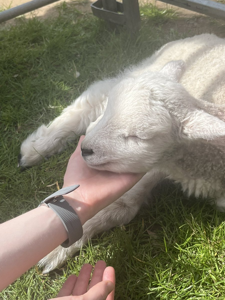 you guys don't understand, this lamb is my whole life now