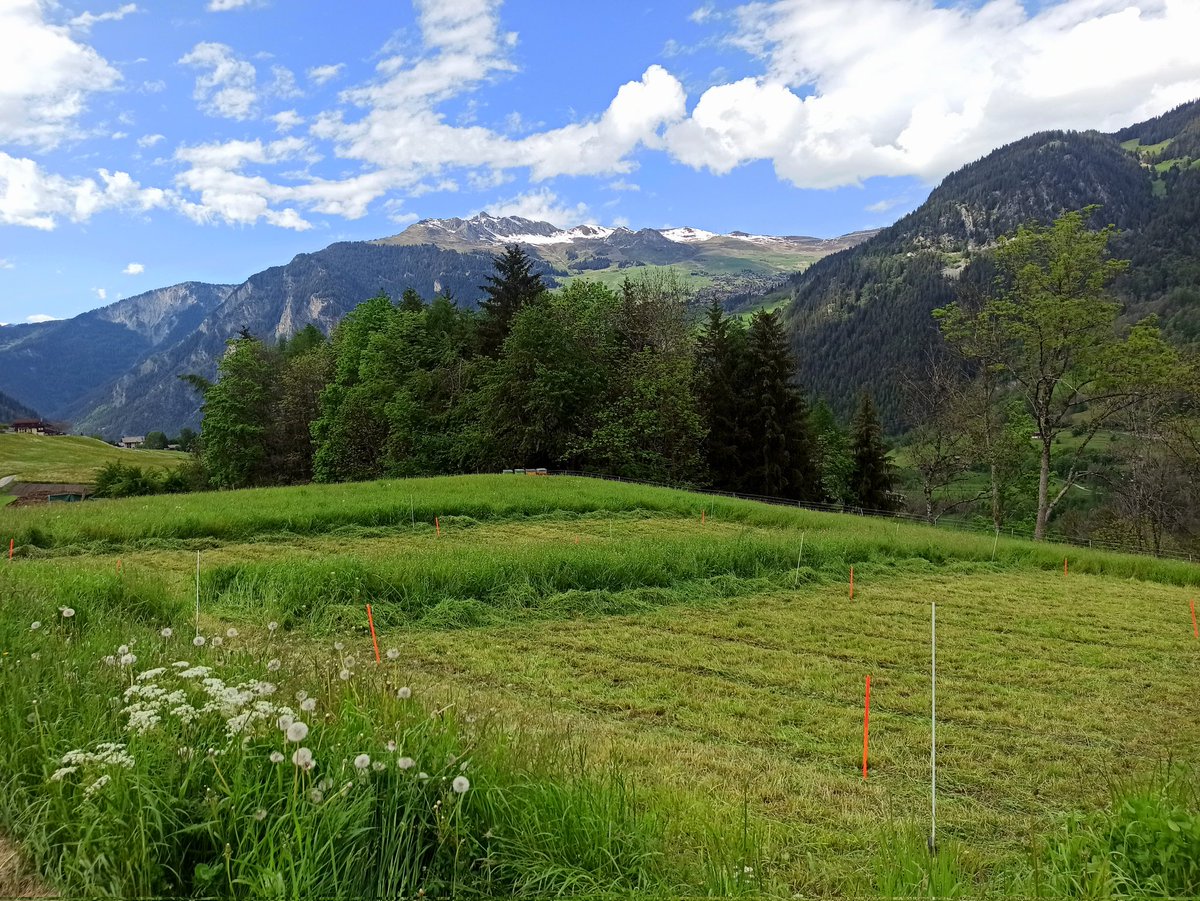 The fieldwork season has begun for good with the first harvest of our #DryMountProject in the canton of Valais! 🌱⛰️
<a href="/PierreMariotte/">Dr Pierre Mariotte</a> <a href="/agroscope/">Agroscope</a>