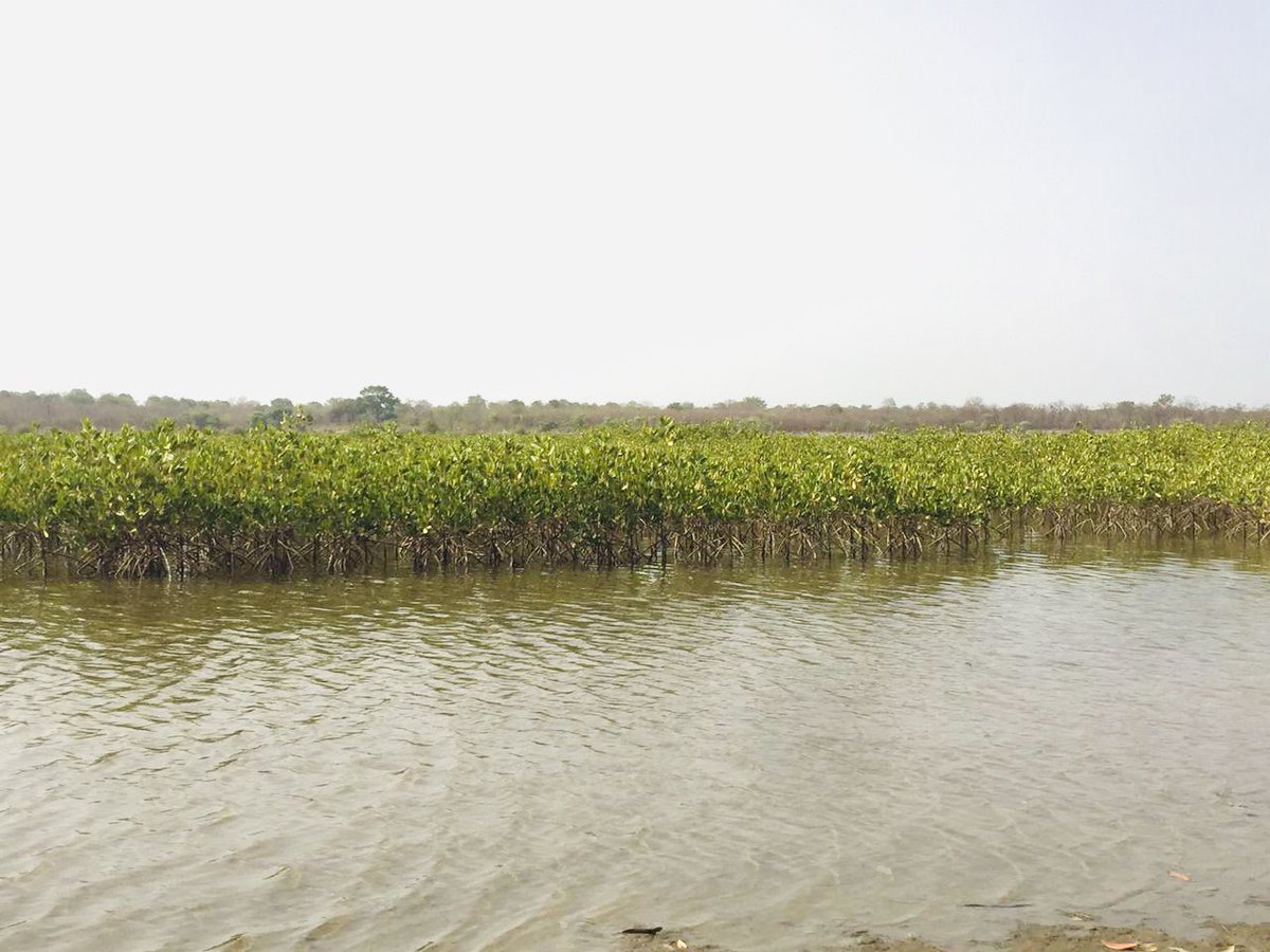 Mangroves are more than just trees, they are nature's guardians of our coasts!  As @Meccnar_Gambia, we're planting mangroves to:
 ✔️Protect coastlines from erosion
 ✔️Provide habitats for marine life
✔️Store carbon & combat climate change
 #CoastalProtection 
#ClimateAction
