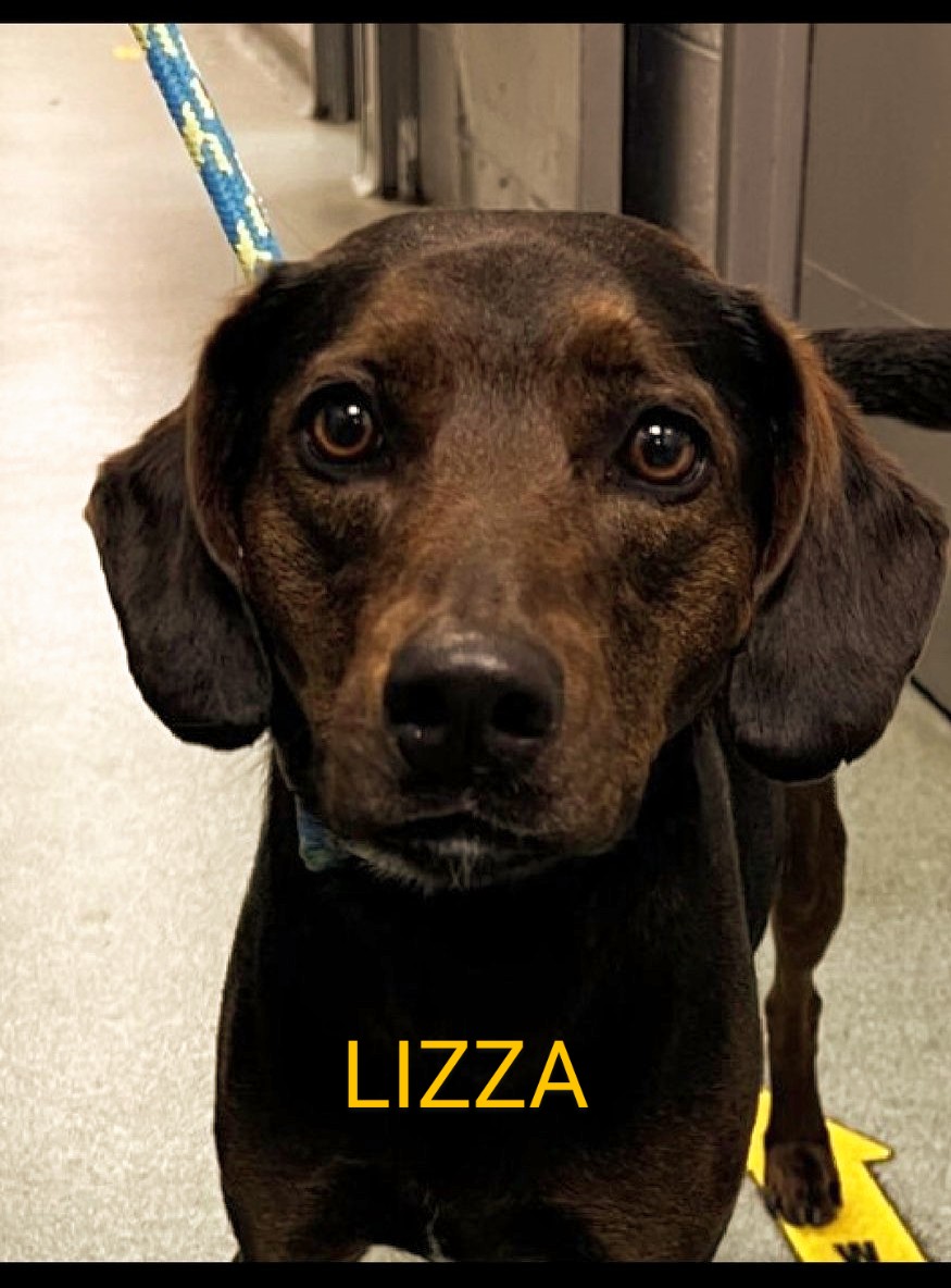 LIZZA🩷 199798 #NYCACC Beautiful, 3 yr old LIZZA just arrived at the shelter. She's a sweet, gentle, playful girl who is happy to see everybody!💞 Tail always wagging! She's friendly with kids, dogs & cats! Likes walks🦮 & playing outside🌳 PLEASE FOSTER/ADOPT TODAY🙏🆘🙏🙏❤️🩷