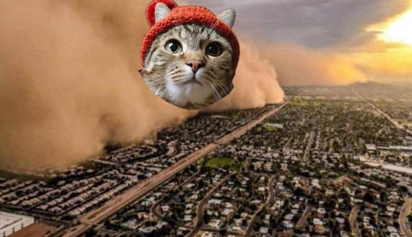 KittyWifHat tweet media