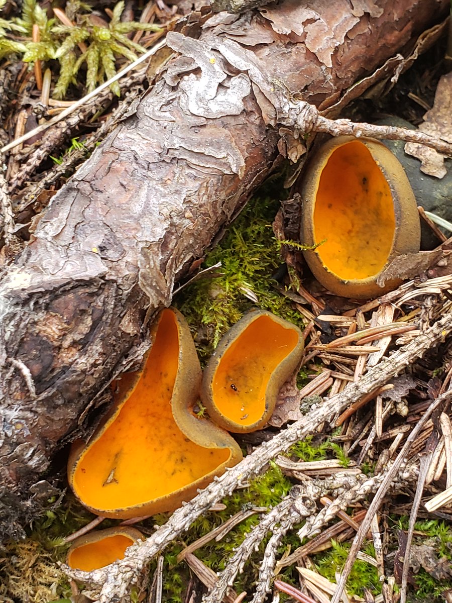 There are some great cup fungi out in the spring in Minnesota- this one Caloscypha fulgens