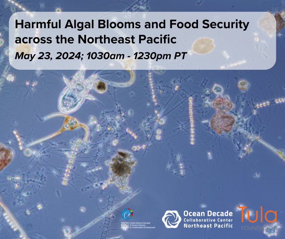 Thursday May 23 ➡️ Join us in a discussion about how monitoring and testing #HarmfulAlgalBlooms can improve awareness around food security for coastal communities 🦪🦀🌊 Learn more & register at the link! 🔗tinyurl.com/mrx3vmd9