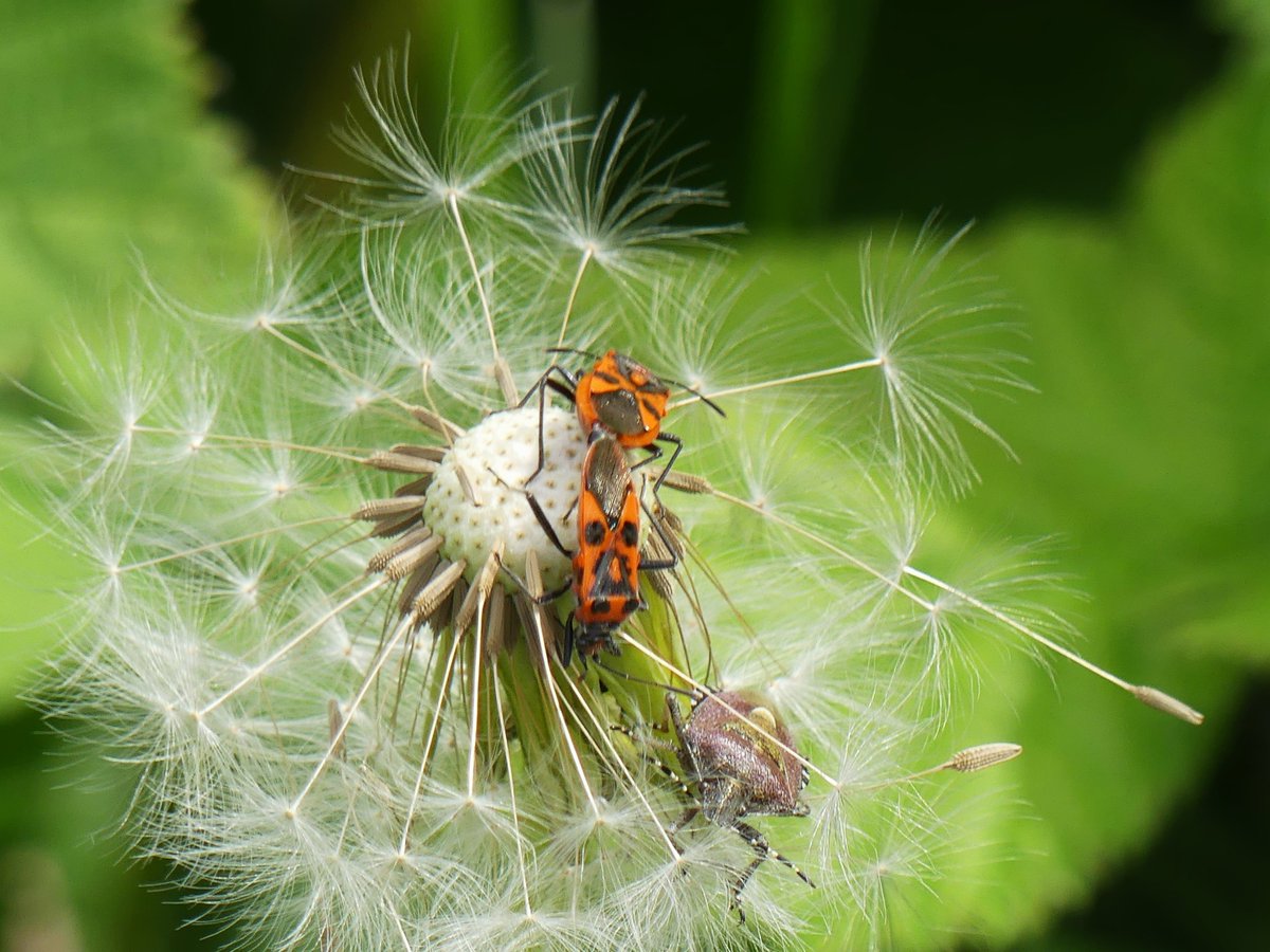 If you think the common Dandelion is only useful as a nectar source when flowering, think again!
Many different birds eat its seeds & the seed-head itself is often an arena for .. love & intrigue maybe?
Red & Black Rhopalid pair mating & a Hairy Shieldbug in a Dandelion in Hove.