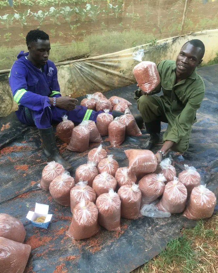 Its time to grow the mushrooms using sawdust