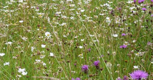 'SHORTIER & STEADIER No 4 - Wildflower Walk -Ravensgate Common' A guided walk with @CotswoldsNL Wardens on Saturday 1st June 2024 at 10am, suitable for accompanied children. Come and see how many wildflowers you can find, bring a pencil. Full details: cotswolds-nl.org.uk/guided_walks/s…