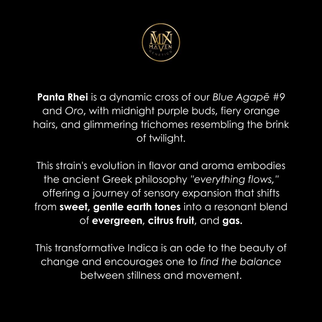 MavenGenetics's tweet photo. Everything flows ππγ°
Introducing our newest Indica cross, Panta Rhei. #MavenGenetics https://t.co/BqdAPS8VW6