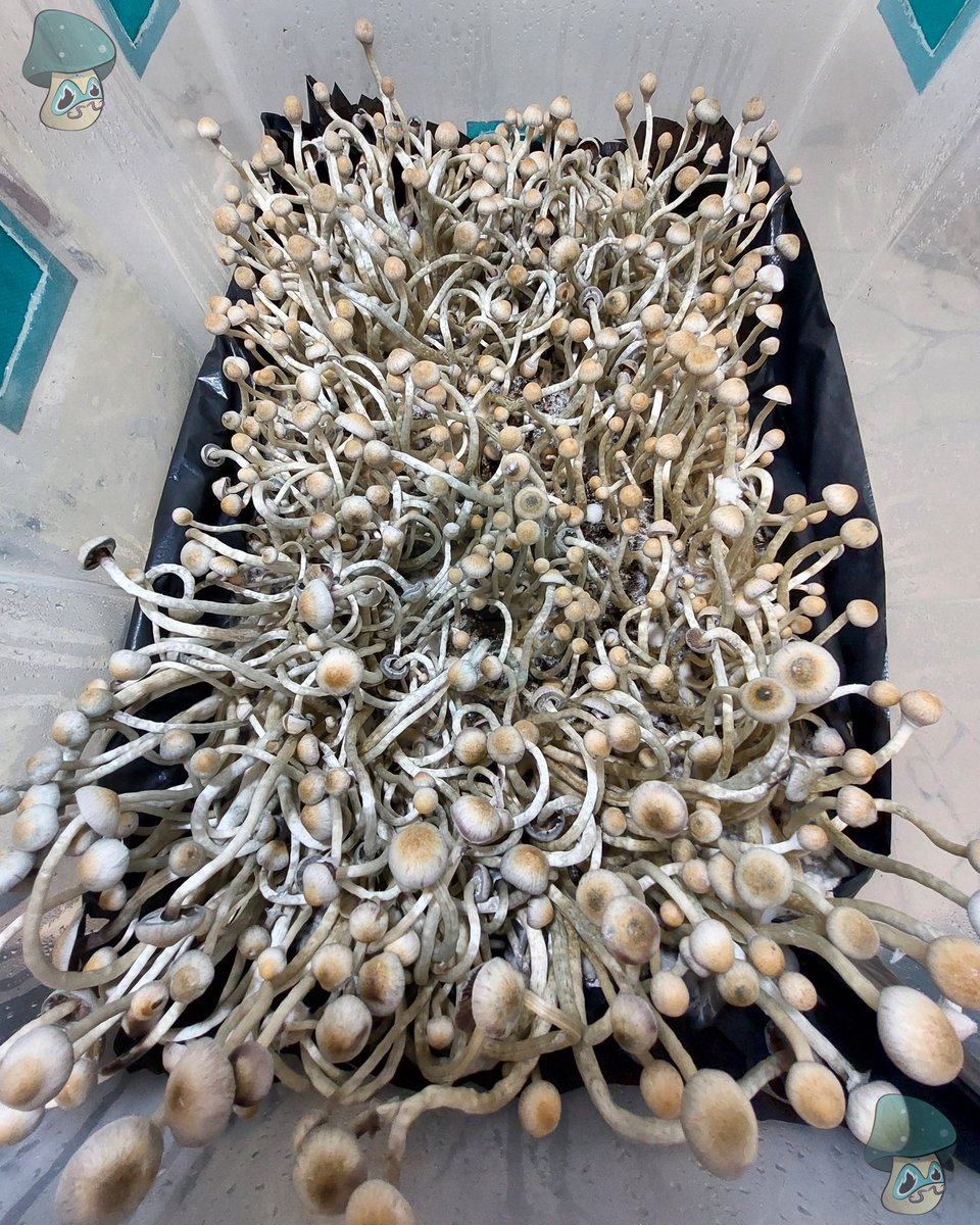 Y con esta hermosa fructificación se Natalensis, te deseamos un gran fin de semana.🍄‍🟫
Recuerda disfrutar, vivir plenamente, sonreír, dar las gracias y mirar a los ojos.
❤️

#hongosmedicinales #bienestarnatural #saludholistica