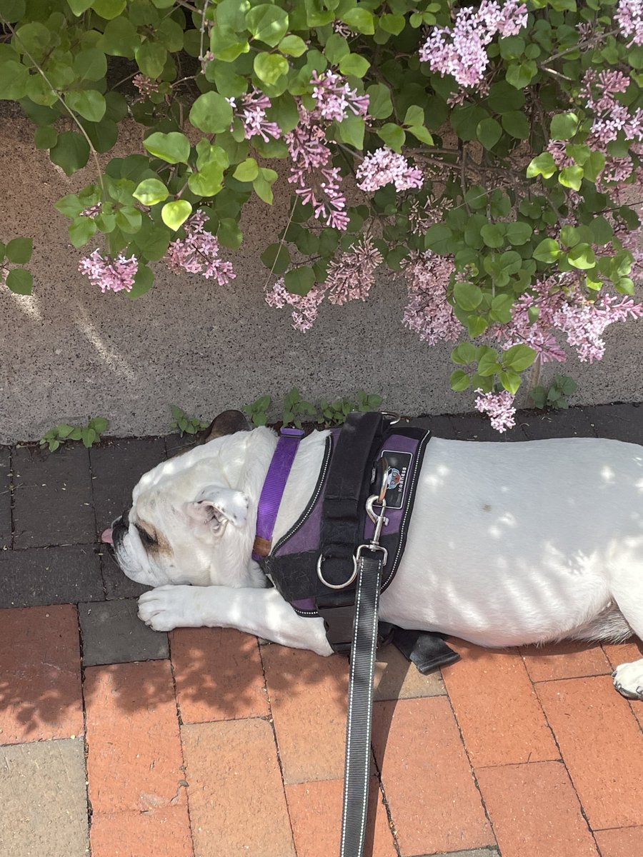 Lola on a walk.