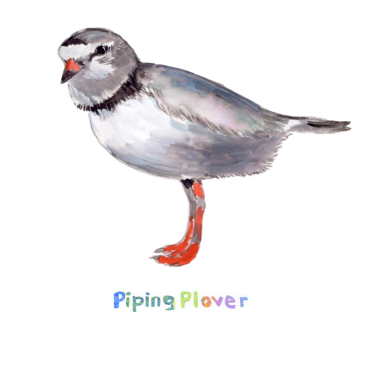 Every year, the third Friday in May is #EndangeredSpeciesDay. New Yorkers like the NYC Plover Project are dedicated to protecting endangered piping plovers and other shorebirds on our beaches.🐦 nycploverproject.org/about-us