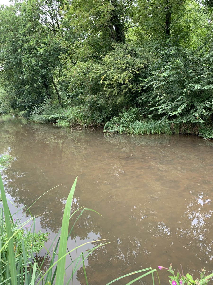 Carried out lots of Riverfly tests on the Gaywood River & surprisingly I’ve never ever found a Mayfly below Bawsey ☹️Why would that be ? @EnvAgencyAnglia @GaywoodRiver