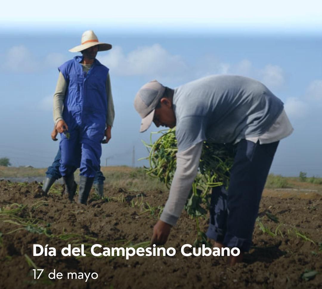 Muchas felicidades 🎉 a todos los campesinos en su día 🌿🌳🌴🌾 #UnidosXCuba ✊ 🇨🇺