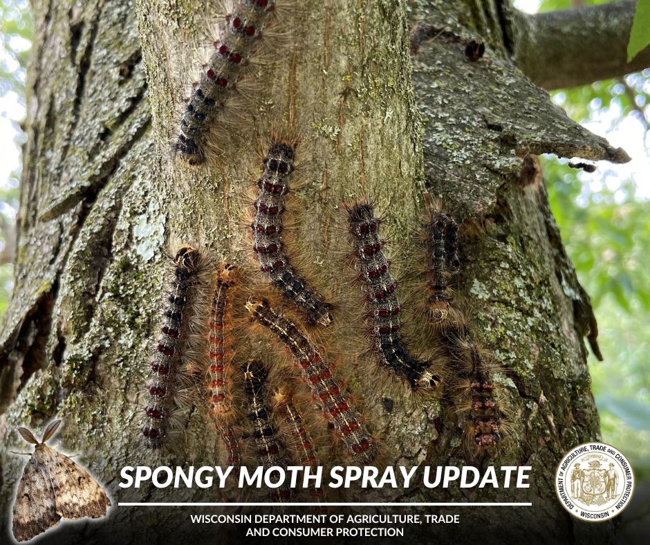 Wisconsin’s Spongy Moth Program plans to treat select sites in Iowa County on Sunday, May 19 to reduce the impact and spread of this invasive forest pest. Visit the spongymoth.wi.gov/Pages/home.aspx to learn more!