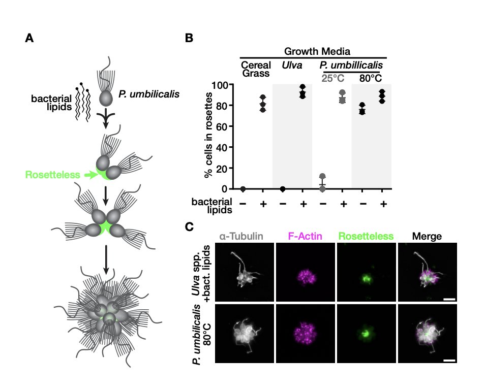 Not only bacteria, also red algae, through a polysaccharide seems to induce multicellular development in the choanoflagellate Salpingoeca rosetta. Nice to see the diversity of biochemical interactions that produce multicellular behaviour on #choanos. Congrats @dsboothacosta &