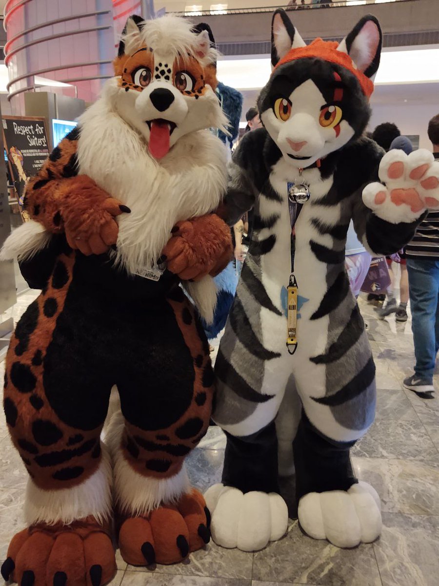 Tempo_Arcanine's tweet image. MEGA excited I got to meet another suit sibling, @phelix_the_cat !!  Absolutely gorgeous kitty

Suits by @PJCatStudio