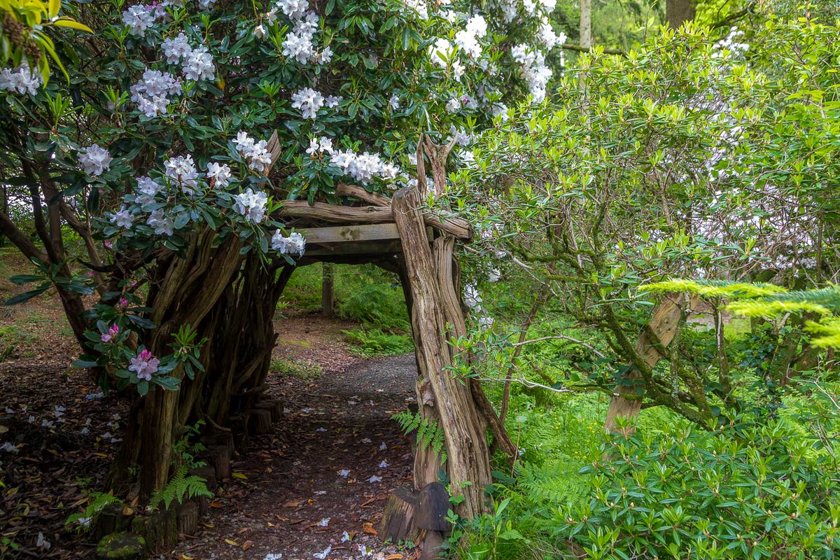 My recent walk around the gardens of @MuncasterCastle is now on my site here: andrewswalks.co.uk/muncaster-cast…