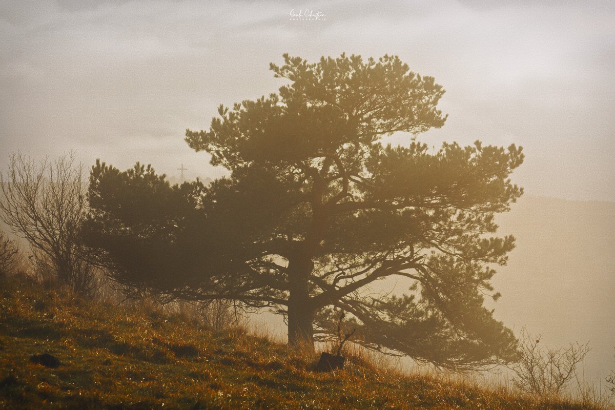 Dans la brume - In the mist #landscapephotography #naturephotographyday #photography #Nikon #Auvergne #fog