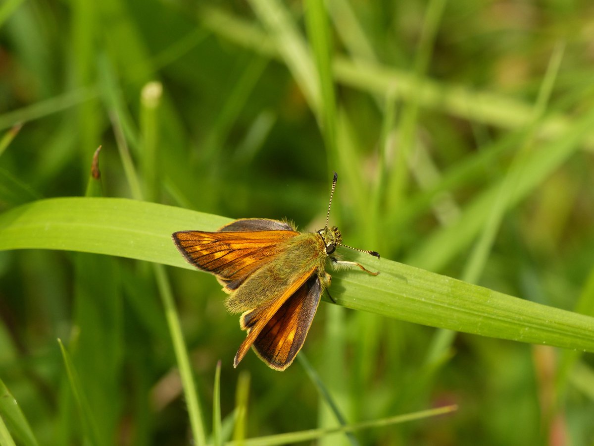 Looks like it's going to be an early year for many midsummer butterflies. A freshly emerged Large Skipper in S Glos today (I found the vacated pupal case!) - my 2nd earliest LS ever, after 14/5/2011. Oddly, it's female (males usually are 1st). @RichardFoxBC