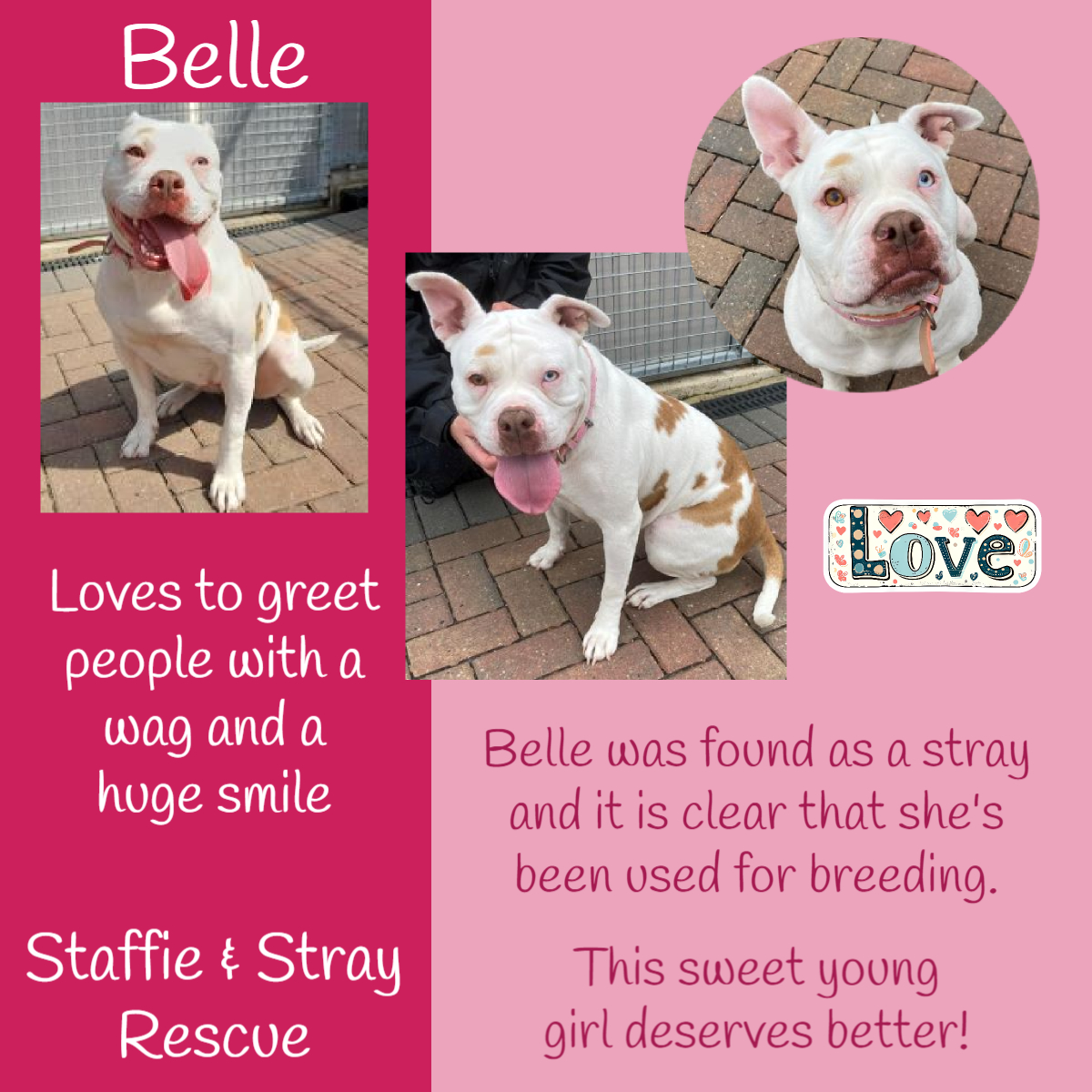 BELLE is around 18mo & was found as a stray. It is clear that she has been used for breeding in the past, but thankfully SSR were able to offer her a space to keep her safe & give her the chance of a new, happy life. She is now searching for a FOSTER or FOREVER home. 🙏 Belle