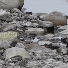 Only ever heard or seen glimpses of cuckoo flying past so I was so excited today to finally get a photo of a cuckoo. It was a distance away so not the greatest shot but still happy with it! Takes my year list up to 164 after also ticking Swift & Common Sandpiper #birdsseenin2024