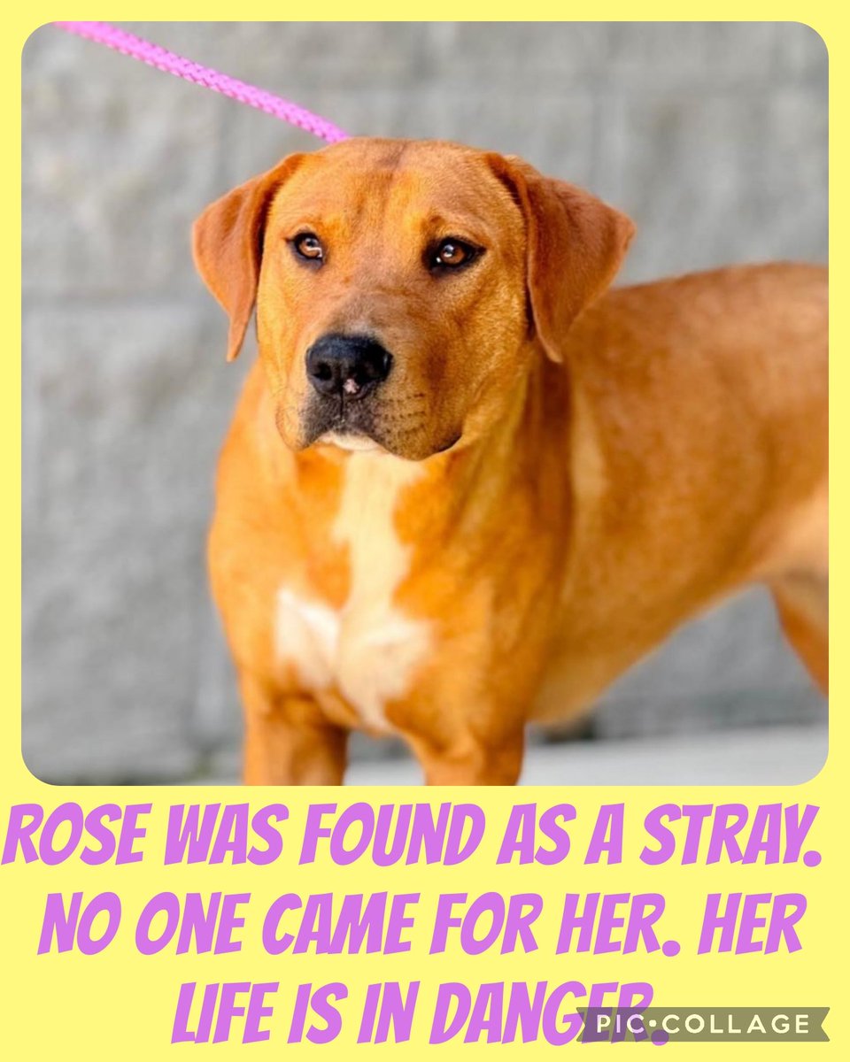 EUTHANSIA ORDER 5/21 ROSE was found as a stray. No one came for her. Her life is in danger. #A55847269 F 55lb Mixed Mt. Pleasant TX #PLEDGE #pups #rescue #adopt  #dogs #deathrowdogs #pitbull  #deathrow  #codered #puppies #rescuemyfavoritebreed  #adoptdontshop