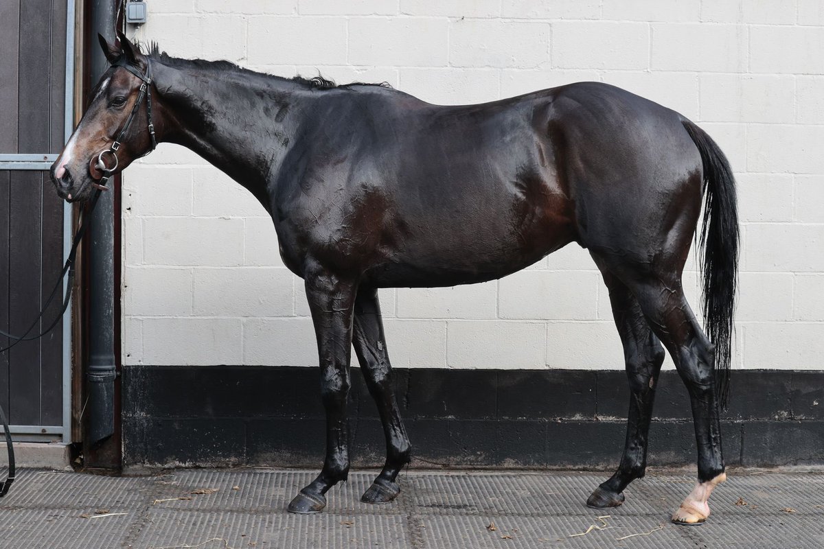 Another one of our unraced youngsters - Old Blue Eyes. By Blue Bresil - 1/2 bro to two winners, including a dual bumper winner! He looks like a young horse with a massive future. Hit the link for full details! 2 left nickbrownracing.co.uk/ForSale/8127/o…