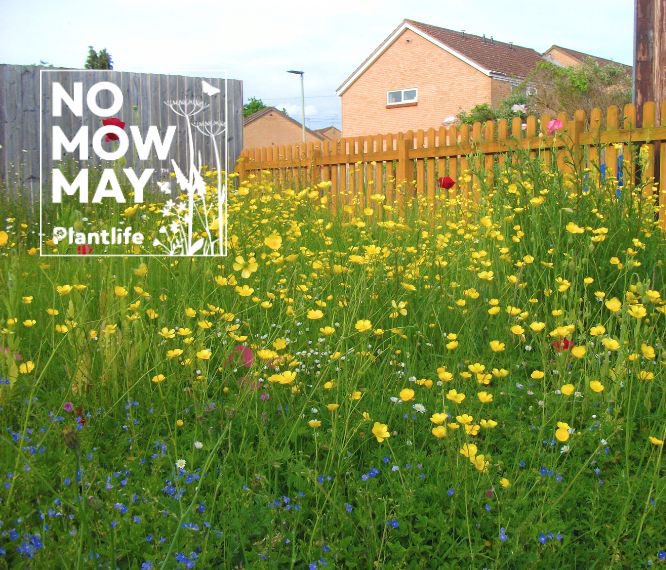 A healthy lawn with some long grass and wildflowers benefits wildlife, tackles pollution and can even lock away carbon below ground. This is why @plantlife.loveplants calls for people to get involved with #NoMowMay every year, and let wild plants get a head start on the summer 🐝