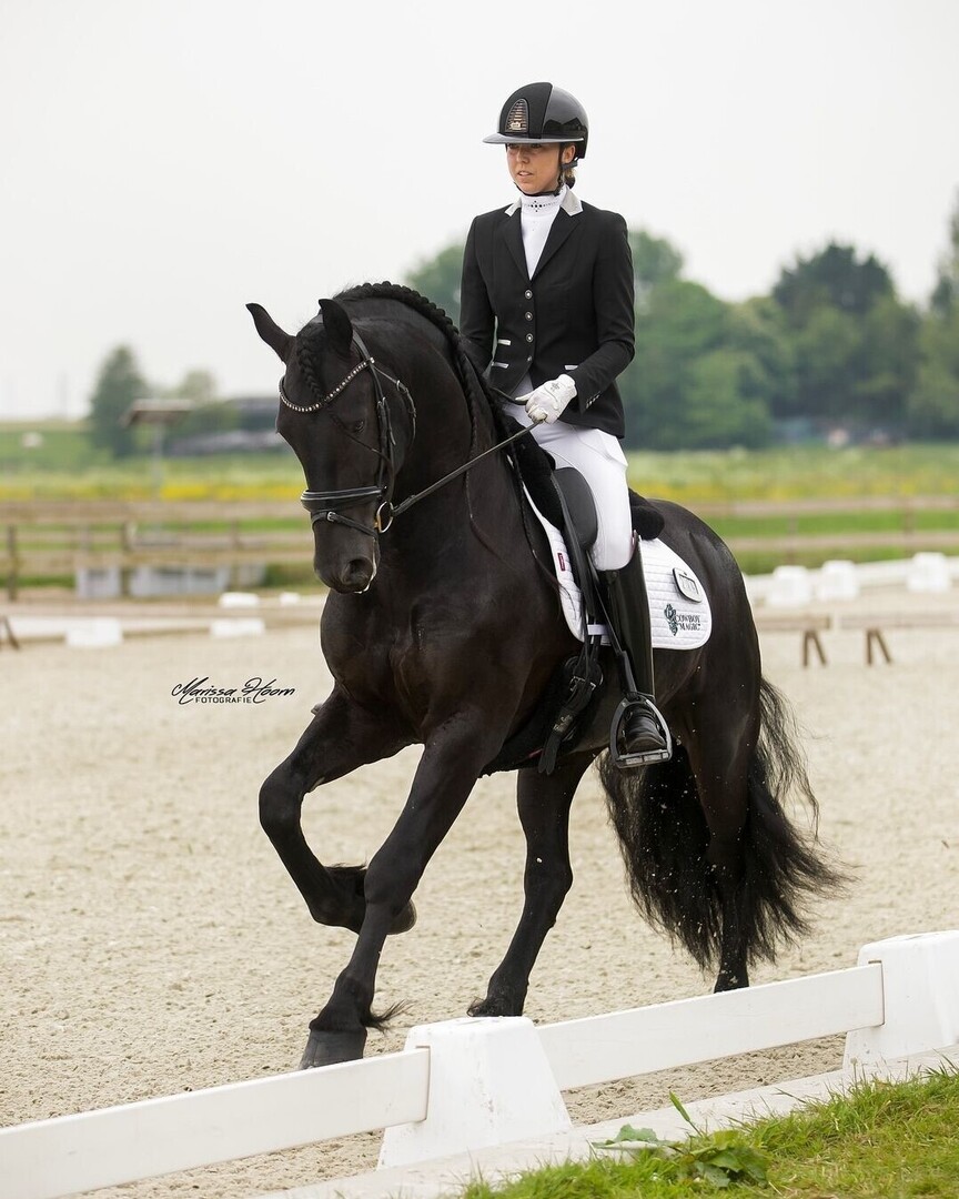 FRIESIAN FRIDAY!!🌟
Photo from @kashmir_thefriesianstallion
Photo 📸 @marissahoornfotografie
Share your #friesianfriday pics with us!
•
Competition time💪🏼.

#friesianhorse #friesian #friesiansporthorse #friesiansofinstagram #friesianlife #stallion #frie… instagr.am/p/C7FKDfxtRgq/