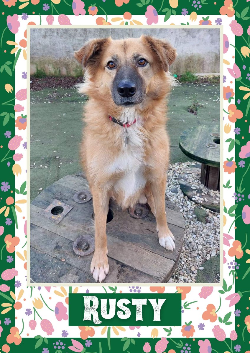 Rusty would like you to retweet him so the people who are searching for their perfect match might just find him 💚🙏 oakwooddogrescue.co.uk/meetthedogs.ht… #teamzay #dogsoftwitter #rescue #rehomehour #adoptdontshop #k9hour #rescuedog #adoptable #dog