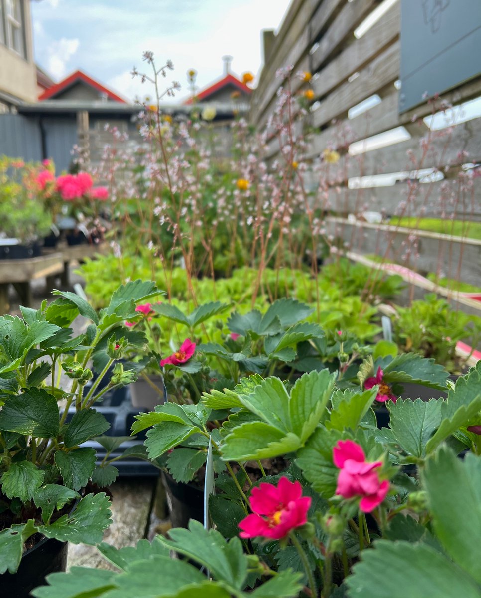 Blooming lovely! Look at the colours in our Loch Melfort Plant Centre at the moment 🌸🌼🪻🌷