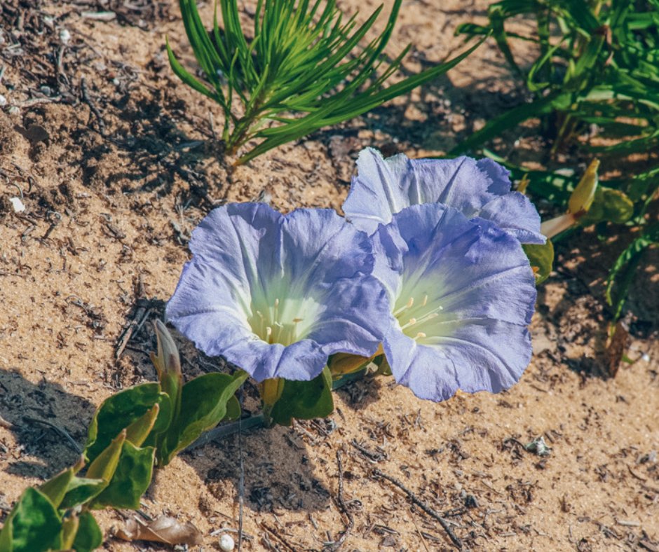 In Florida, there are 449 endangered, 118 threatened and 9 commercially exploited plant species. DPI provides 📝 permits to legally collect these plants for 🪴#propagation and limit overharvesting. Learn more: bit.ly/FLEndangeredPl… 🌸: Florida bonamia (Bonamia grandiflora)