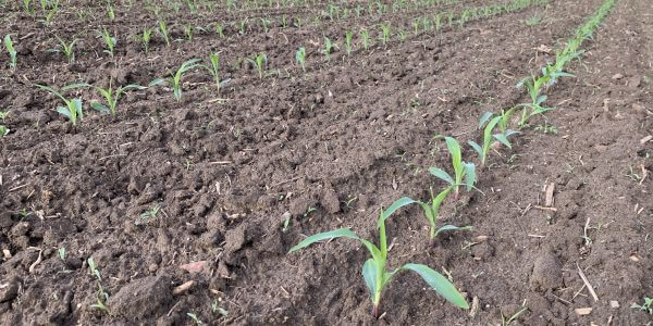 When to switch #corn hybrids in a wet spring @Phhermans #cdnag #ontag #westcdnag ow.ly/mga650RIL9U