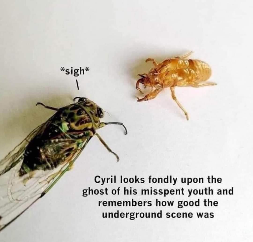 #entomemeology #entomology #Cicadoidea #cicadas