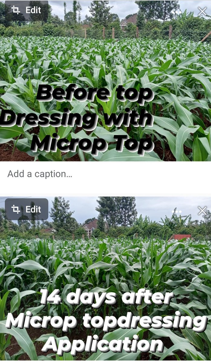 KamenjuWambui's tweet image. @YaraKenya #unlockingyourpotential