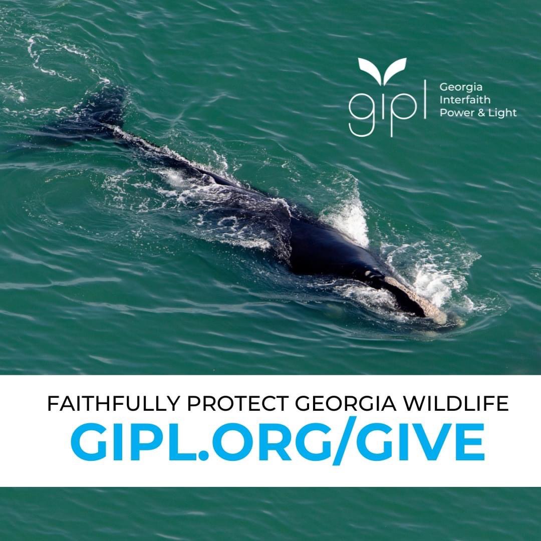 GIPL works faithfully to protect Georgia's endangered wildlife! From North Atlantic Right Whales that calve off Georgia's coast to the Red-Cockaded Woodpecker that nests near the #Okefenokee, donate today and help save their future: gipl.org/give #EndangeredSpeciesDay