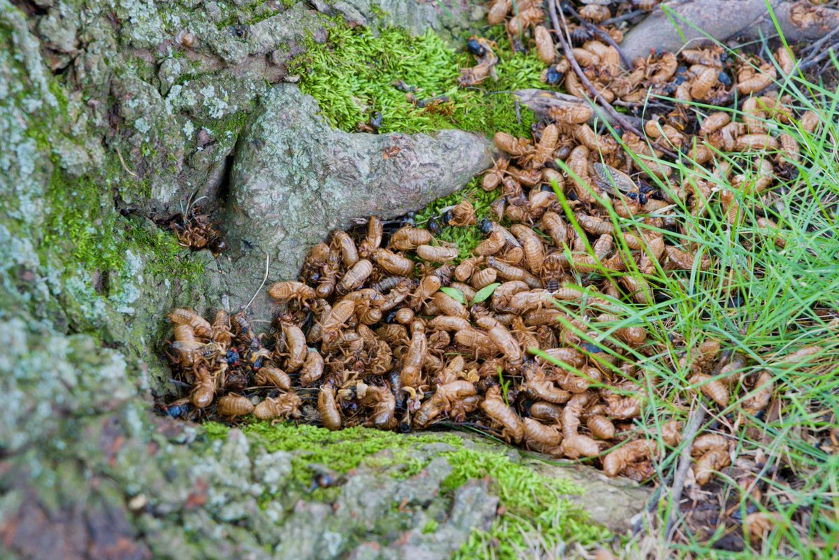 The cicadas are here jeffgeerling.com/blog/2024/cica… #stlwx #mowx #cicada