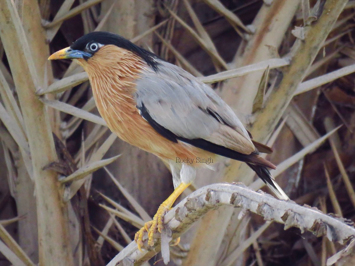 The Brahminy Starling is what I consider the funkiest of all starlings. I love that hairstyle with a ponytail hanging below. It’s a temperamental bird and can fly from 40 feet or let you get to within 10 … depends on its mood. It’s got a lot of attitude @indiaves