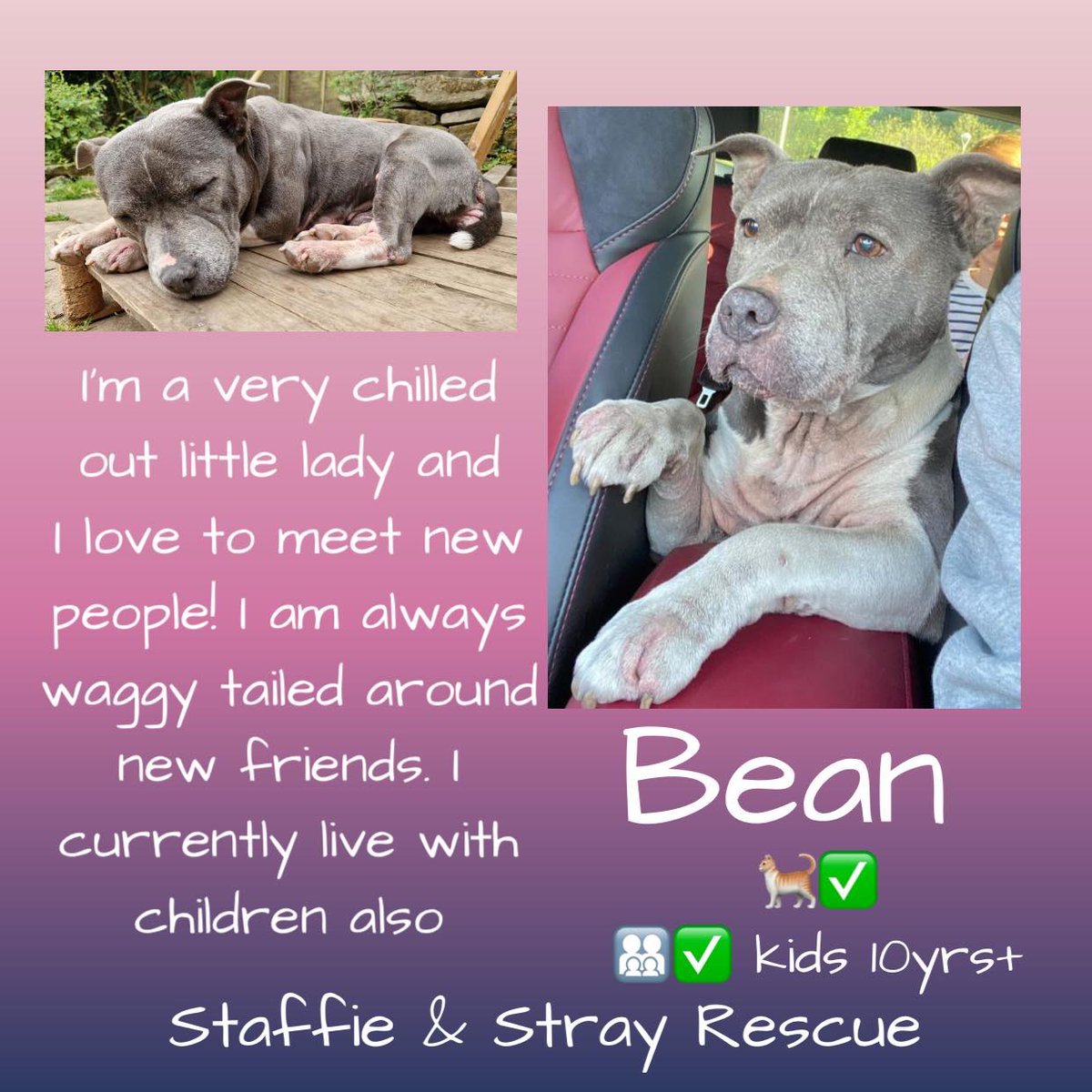 BEAN is around 7yo & was rescued as an unchipped stray. She is looking for a home as an only dog but can live with cats, also children over 10yo. Bean has had a tough life. She was helped by a member of the public after she was spotted in a park in very poor condition. She has