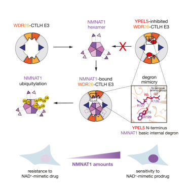 Non-canonical substrate recognition by the human WDR26-CTLH E3 ligase regulates prodrug metabolism dlvr.it/T72NhN