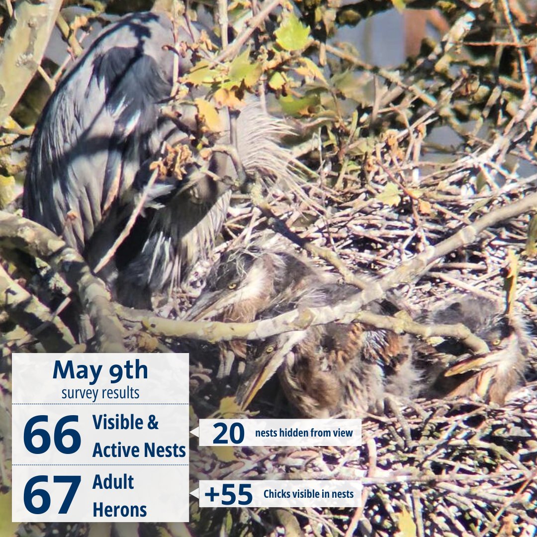 During our last survey we observed 89 total nests, with 66 active nests. You can symbolically adopt a heron nest to support our conservation efforts at our website: stanleyparkecology.ca/support-us/ado… 📷 Frank Lin @ParkBoard #GreatBlueHeron #Vancouver #StanleyPark #HeronTalk