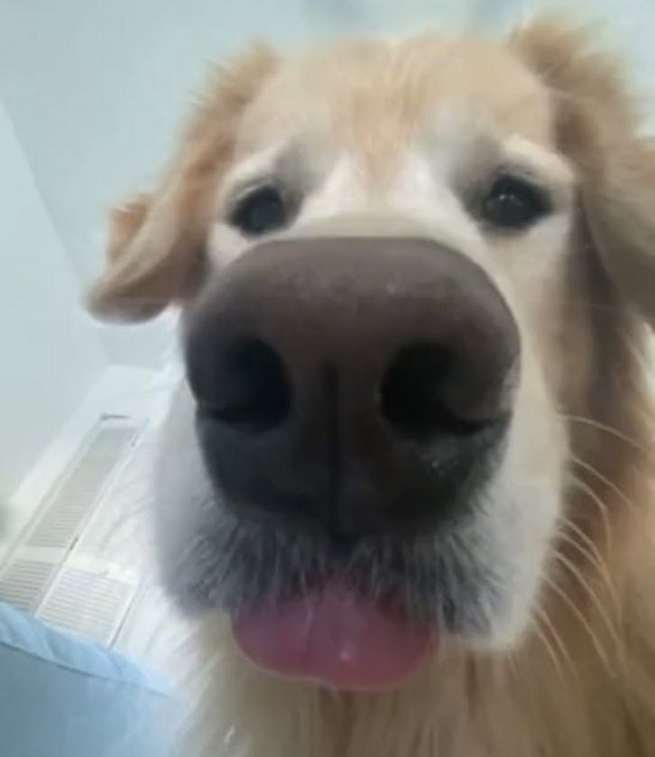 GRschnoops's tweet photo. WE MISS YOU VINK https://t.co/mQxjecplgK