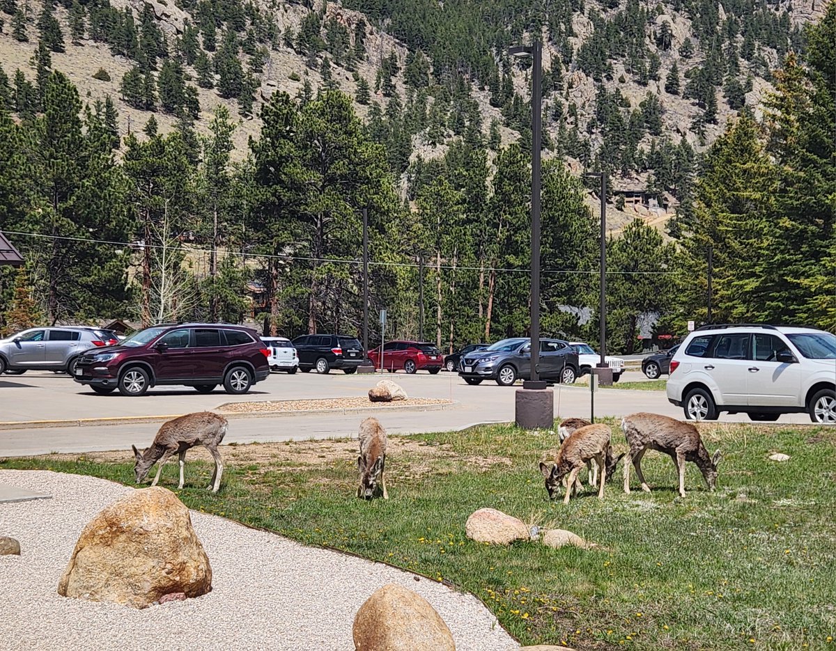 HFRecovery's tweet photo. Spring is Springing! The babies came to visit us today! #experienceHarmony #locallife #deeroncampus https://t.co/03C8oumIne
