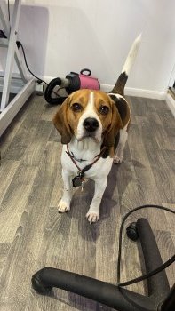 🆘10 MAY 2024 #Lost BORIS #ScanMe #Tagged Black/White/Brown Beagle Male #STOLEN?? Pent Farm #Postling nr #Hythe #Kent #CT19 Last seen near The Port Of #Dover doglost.co.uk/dog-blog.php?d…