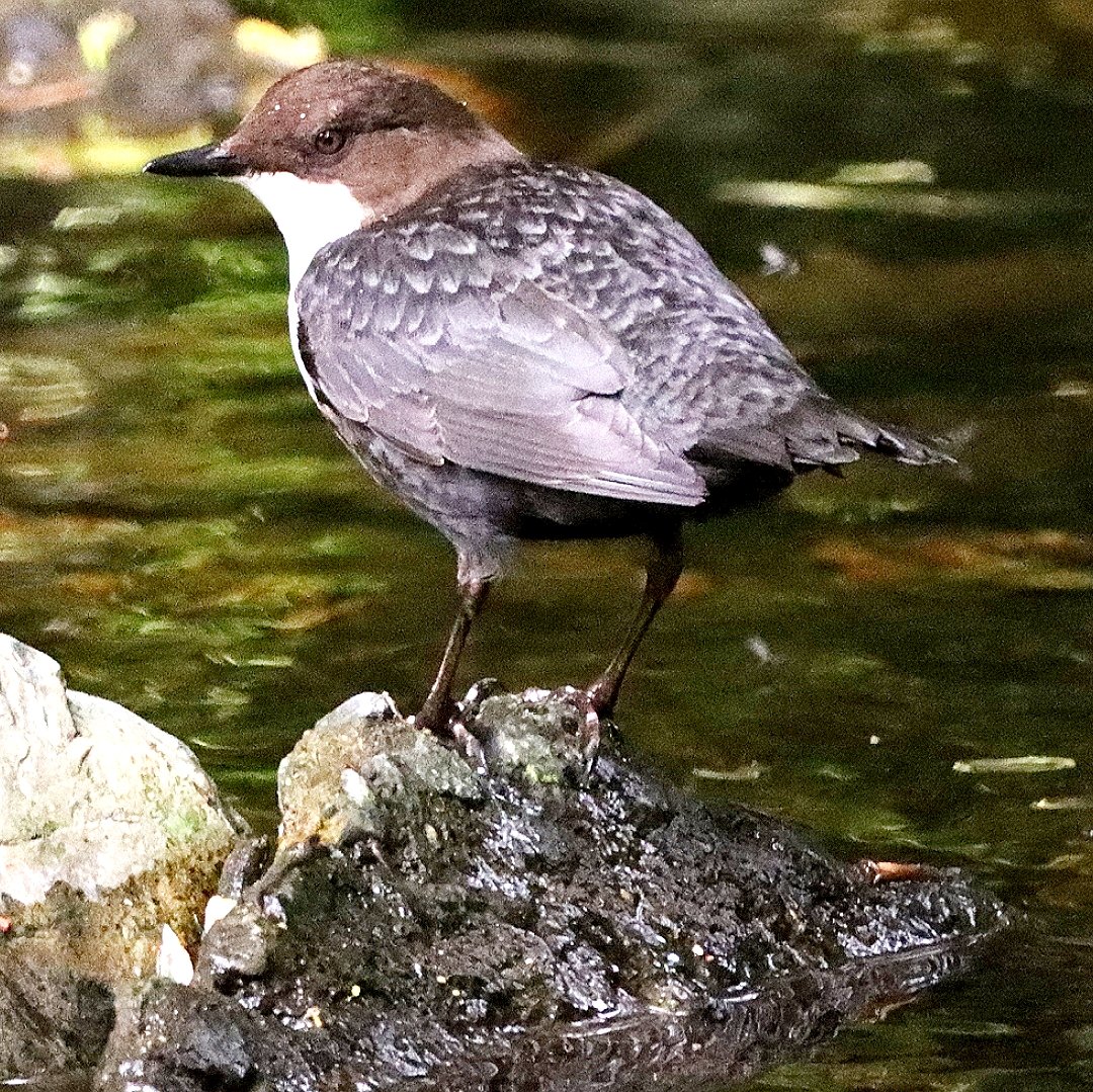 A beautiful little white-throated dipper this morning in the Fairy Glen on the Kilbroney River, Rostrevor, Co Down, Northern Ireland

Canon 90D 
Sigma 150-600

#whitethroateddipper #dipper #naturelovers #birdphotography  #birdwatching #photooftheday #wildlife