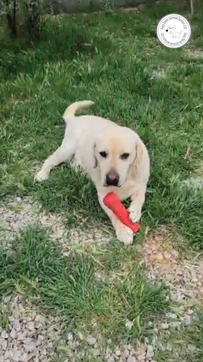 Good morning to you from Jonny who is waiting patiently to join his forever family ❤️

Have a wonderful day 

#dogsoftwitter #dogsofx #dogs #labrador