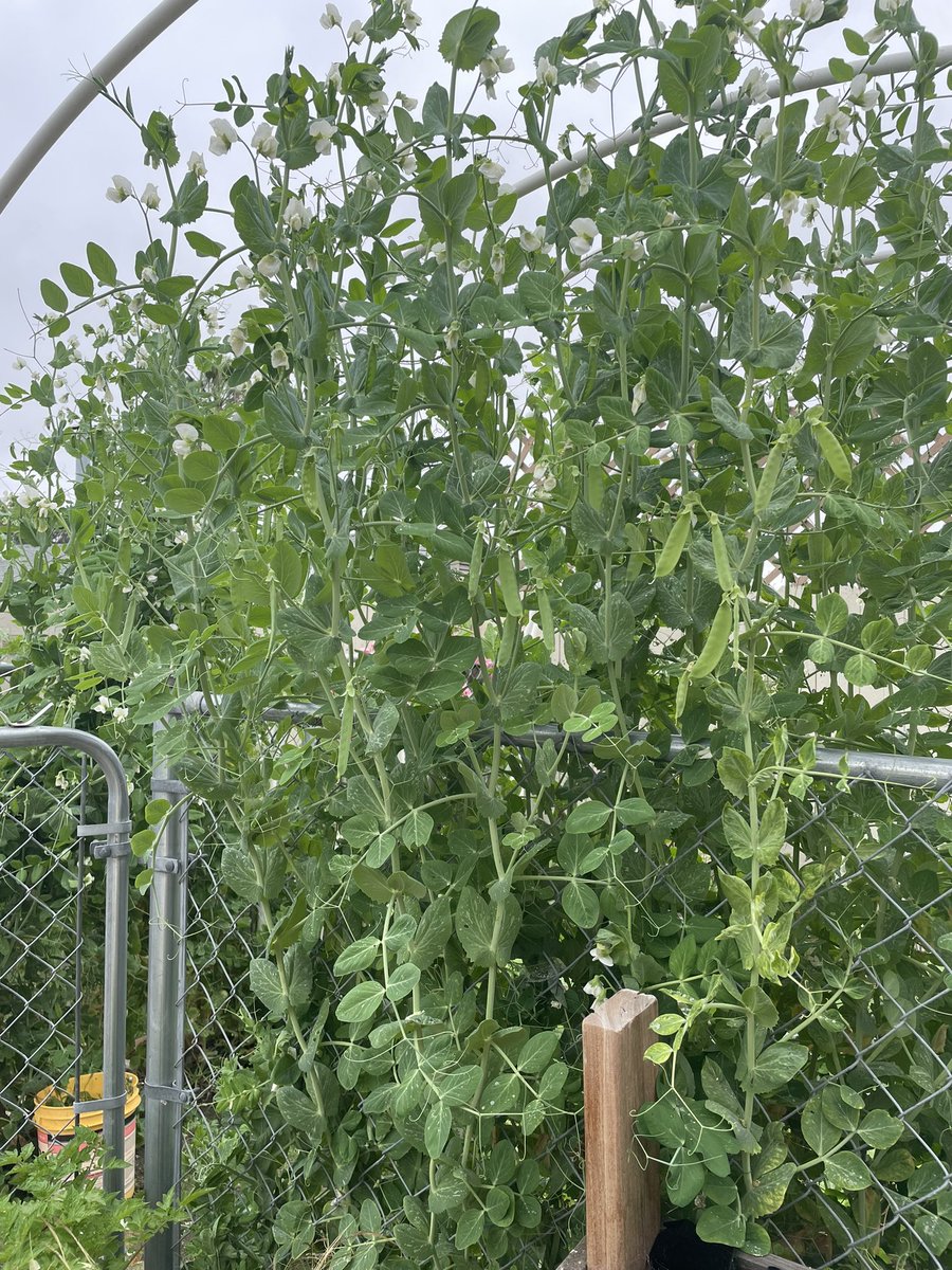 Great year for peas. Already eating zucchini and green beans getting close