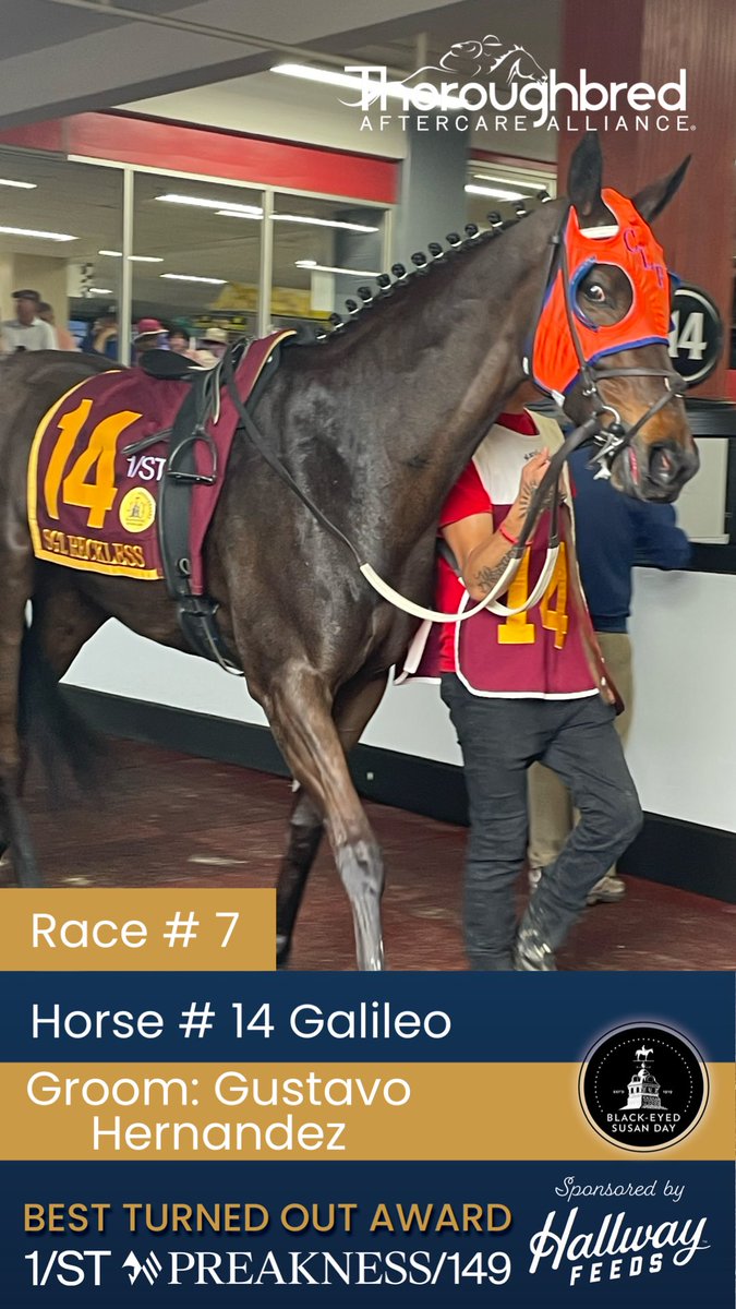 TBaftercare's tweet photo. Black-Eyed Susan Best Turned Out Award sponsored by @HallwayFeeds

Race # 7
Horse # 14 Galileo
Groom: Gustavo Hernandez https://t.co/CR58z4QR5A