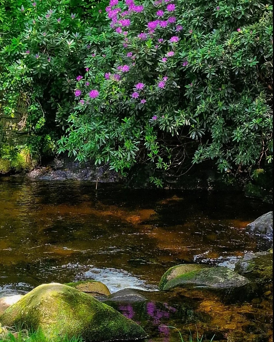 Rhododendron reflections Kilbroney River this morning. Rostrevor, Co. Down Northern Ireland #fairyglen #kilbroney #kilbroneyforestpark #kilbroneypark #rhododendron #azaleas #reflections #river #shrubs #naturephotography #nature #colour #lavender #purple