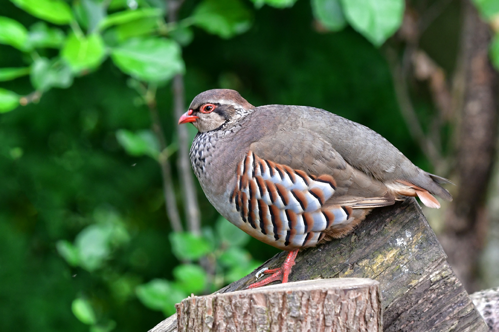 Bird on a stick 17 05 2024 Red-legged Partridge on a stump thet forms the wood pile. There were two of them but one seems to have wandered off, hope the fox didn't get him. Red-Legged Partridge (Alectoris rufa) @Natures_Voice #bos2024
