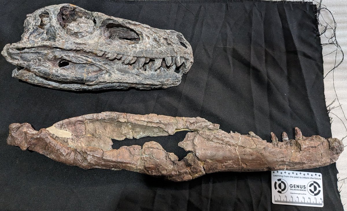 Most of the time we’re used to seeing the upper skull of Herrerasaurus, a roughly 3 meter animal. But the jaw below shows just how big it could really get. Photo by @JackL0vegr0ve